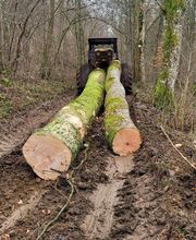Muller Forêts image 4