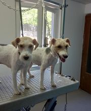 Canin Félin Toilettage image 5