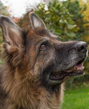 Hund zeigt Aufmerksamkeit.