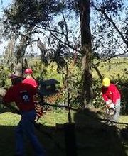 Southeast Tree image 15