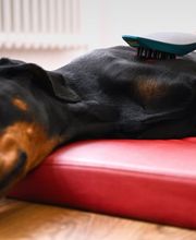 Tierarzt Falkensee, Fell & Pfote Tierarztpraxis Berlin Falkensee Bild 6