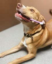 Rockhill Pet Clinic image 13