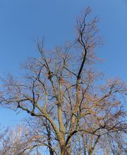 Arbor - Rund um den Baum Bild 4
