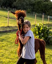 Ainring Alpakas Bild 5