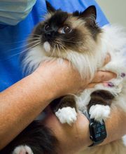 TotalBond Veterinary Hospital at Davidson image 6