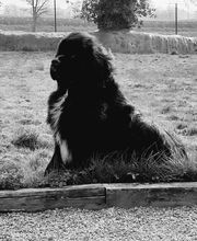 Sandrine Le Rest image 3