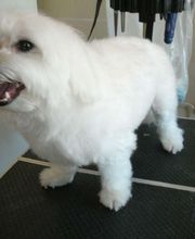 Les Six Os de Vanille image 1