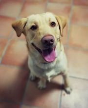 Arca Veterinaria imagen 9