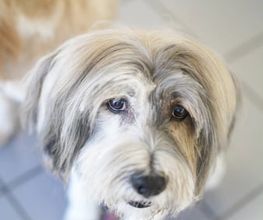 Doggrooming Ramstein Bild 5