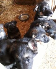 Guiberteau Jean-Pierre image 1