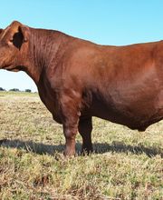 Kniebel Cattle Company image 3