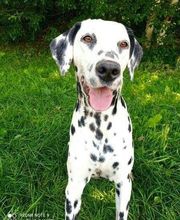 Animal Passion image 8