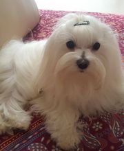 CENTRO VETERINARIO RASKA Y PIKA imagen 6