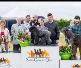Compiègne Education Canine image 1