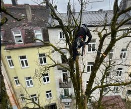 Treevarna Baumpflege München Bild 5