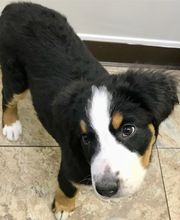 Taylor Animal Hospital of Parkville image 3