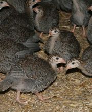 La Poussinière SCEA image 4