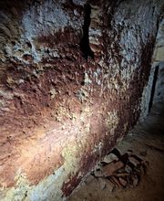 Champignon Bois Termite Isolation image 17