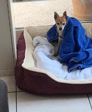 Hundebetreuung Oldies but Goldies Bild 13