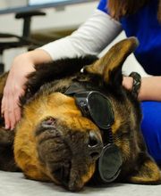 Ridgeview Animal Hospital image 12