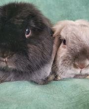 CLINIQUE VETERINAIRE DE LA VALLEE image 20