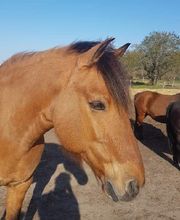 Poney Club Des Cinq Arpents image 16