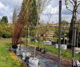 Kienzle Garten GmbH Bild 14