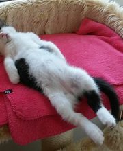 Tier- und Hausbetreuung Bild 3