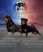 Elevage Des Princes De L'albinol image 13