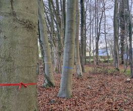 FriedWald Ohetal Bild 1