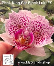 MyOrchids.shop Bild 2
