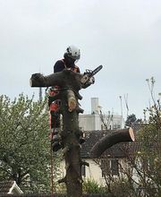 Le Renard Vert image 1