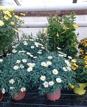 Schöne Blumen Floristik & Gartenbau Bild 5