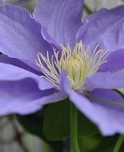 Zimmermann Flaach AG Blumen & Gartenbau Bild 3