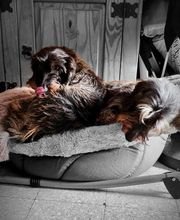 A Fleur De Chiens image 14