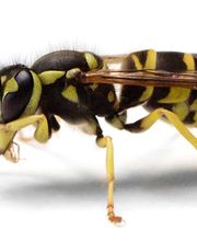 Control de Plagas Cejudo imagen 1