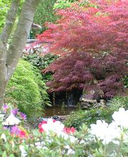 erlaitz-jardineria-arbol-rojo-03.jpg