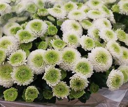 Decoflora GmbH Bild 14