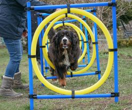 Hundeschule Komm Bild 1