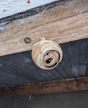 KH Anti-Nuisibles 3D image 14