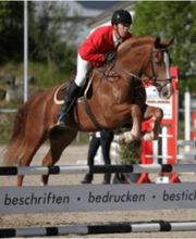 Fédération suisse du franches-montagnes (FSFM) Bild 3