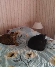 Le Monde de Sultan image 11