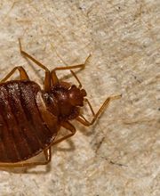 OPC Pest Services - Southern IN image 18