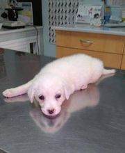 Centro Veterinario Guillena imagen 7