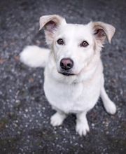 A-Z-Hundetraining Bild 10