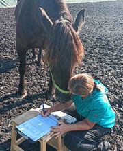 Nicola Annaberger, Pferdeosteopathie Oberland, Pferdephysiotherapie Oberbayern, Pferdeosteopathie Oberbayern, Osteo Pferd Bild 15