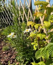 Au détour d'un jardin image 7