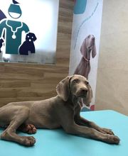 Clínica Veterinaria Roncal - Pilas imagen 15