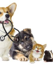 Tierärztin Dr. Carola Müller