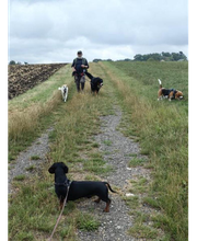 Wuff-Ontour Hundetraining & Gassi-Service Bild 10